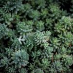 Filtro de Vidro Reutilizável Premium - 1