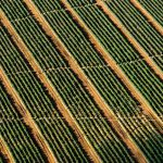 Juicy Jay's Sabores Variados - 1